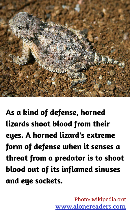 General Knowledge Learning Cards