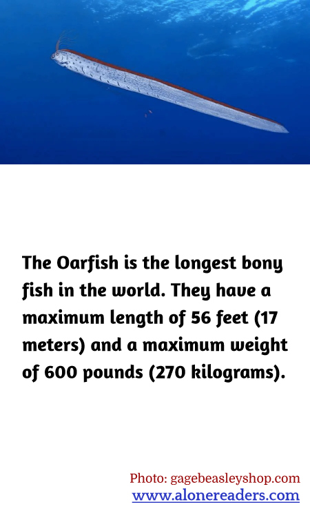 General Knowledge Learning Cards