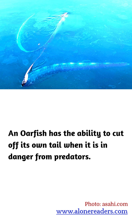 General Knowledge Learning Cards