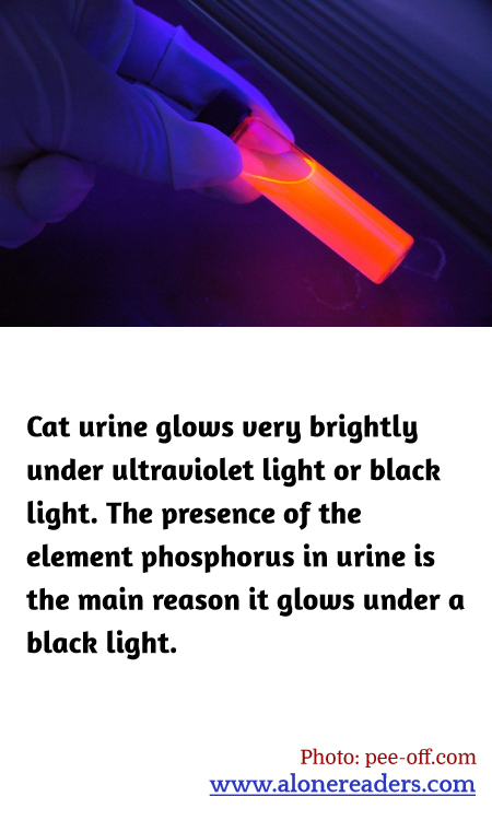 General Knowledge Learning Cards