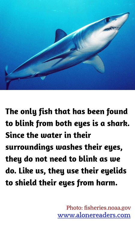 The only fish that has been found to blink from both eyes is a shark. Since the water in their surroundings washes their eyes, they do not need to blink as we do. Like us, they use their eyelids to shield their eyes from harm.