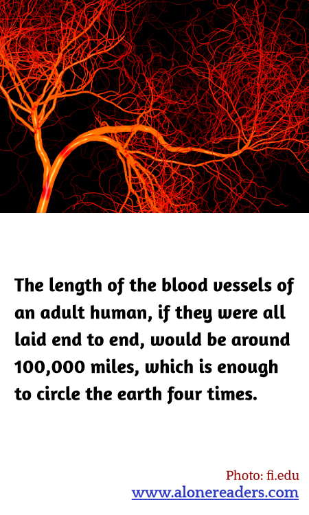 General Knowledge Learning Cards