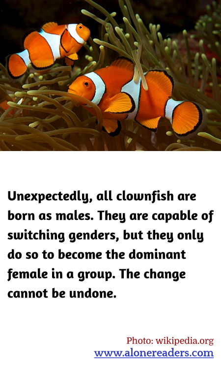 Unexpectedly, all clownfish are born as males. They are capable of switching genders, but they only do so to become the dominant female in a group. The change cannot be undone.