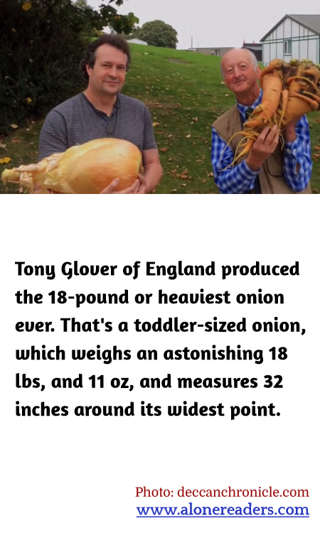 Tony Glover of England produced the 18-pound or heaviest onion ever. That's a toddler-sized onion, which weighs an astonishing 18 lbs, and 11 oz, and measures 32 inches around its widest point.