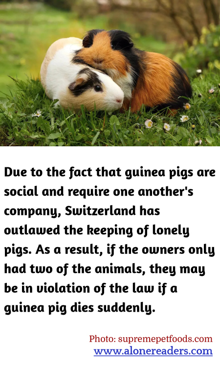 General Knowledge Learning Cards