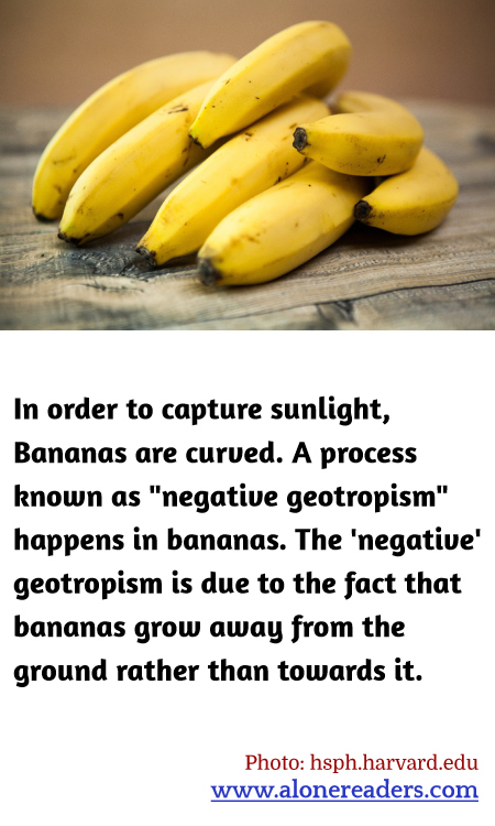 In order to capture sunlight, Bananas are curved. A process known as "negative geotropism" happens in bananas. The 'negative' geotropism is due to the fact that bananas grow away from the ground rather than towards it.