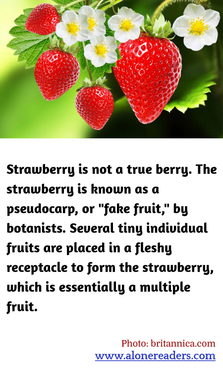 Strawberry is not a true berry. The strawberry is known as a pseudocarp, or "fake fruit," by botanists. Several tiny individual fruits are placed in a fleshy receptacle to form the strawberry, which is essentially a multiple fruit.