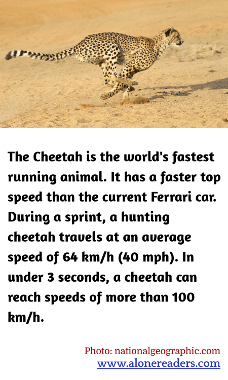 General Knowledge Learning Cards