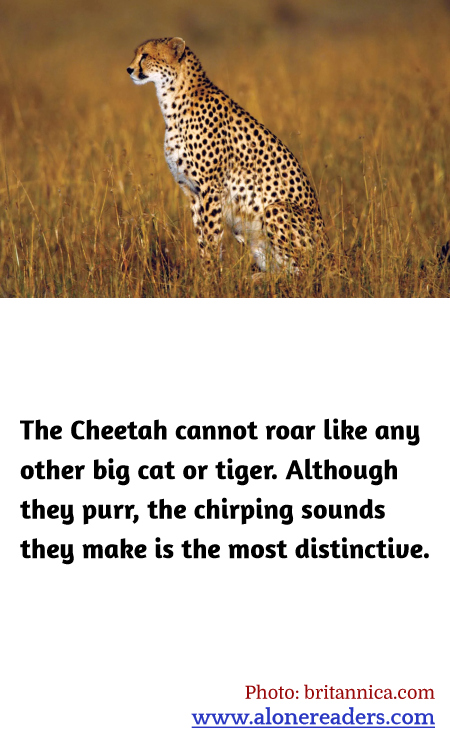 The Cheetah cannot roar like any other big cat or tiger. Although they purr, the chirping sounds they make is the most distinctive.