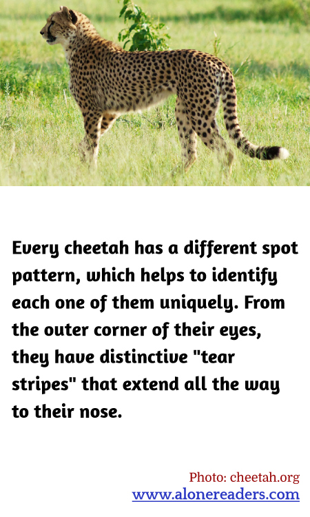 General Knowledge Learning Cards