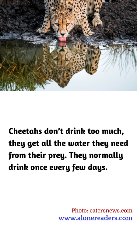 General Knowledge Learning Cards