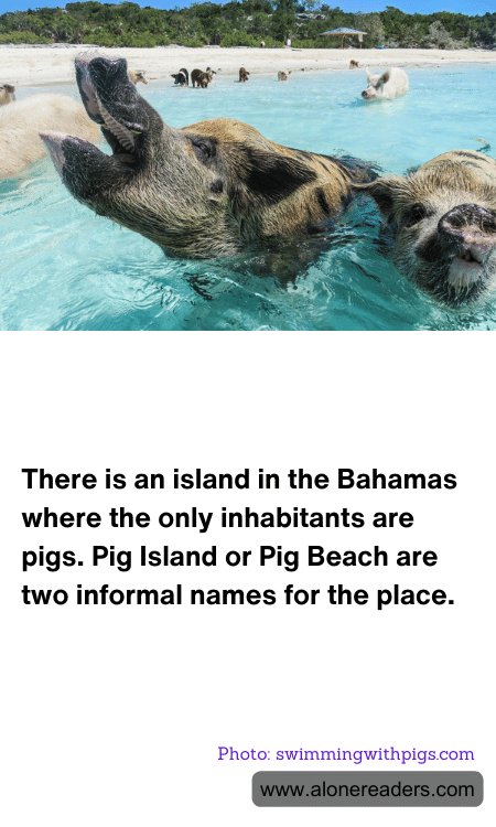 General Knowledge Learning Cards