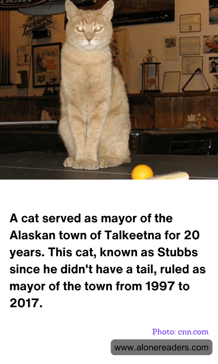 A cat served as mayor of the Alaskan town of Talkeetna for 20 years. This cat, known as Stubbs since he didn't have a tail, ruled as mayor of the town from 1997 to 2017.