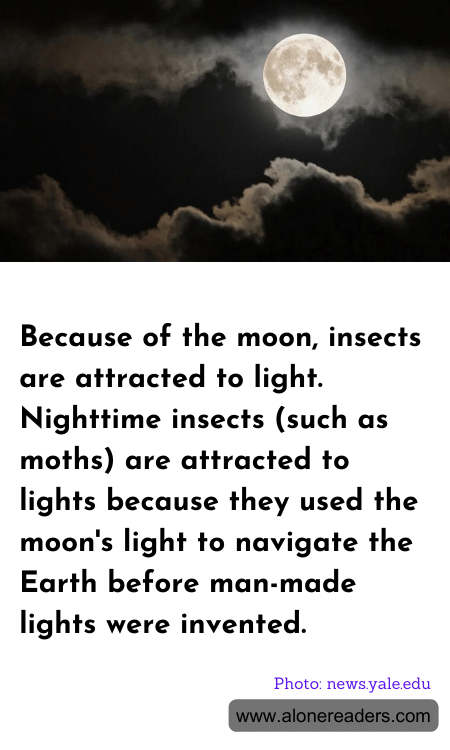 Because of the moon, insects are attracted to light. Nighttime insects (such as moths) are attracted to lights because they used the moon's light to navigate the Earth before man-made lights were invented.