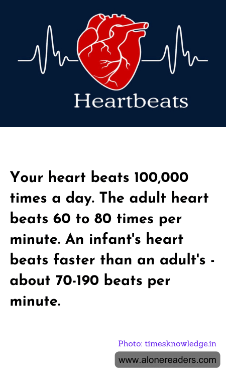 Your heart beats 100,000 times a day. The adult heart beats 60 to 80 times per minute. An infant's heart beats faster than an adult's - about 70-190 beats per minute.