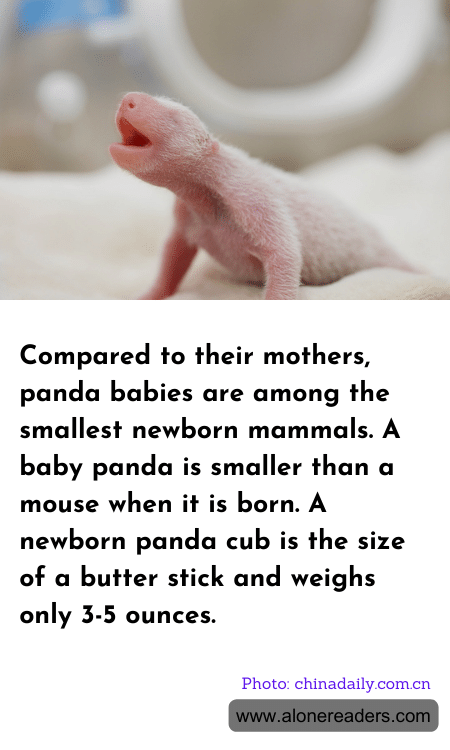 General Knowledge Learning Cards