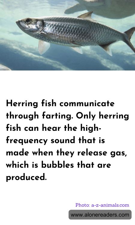 General Knowledge Learning Cards