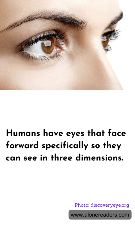 General Knowledge Learning Cards