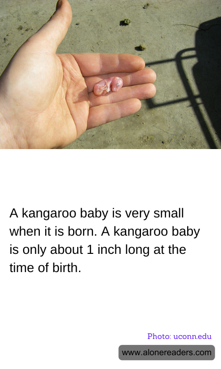 A kangaroo baby is very small when it is born. A kangaroo baby is only about 1 inch long at the time of birth.