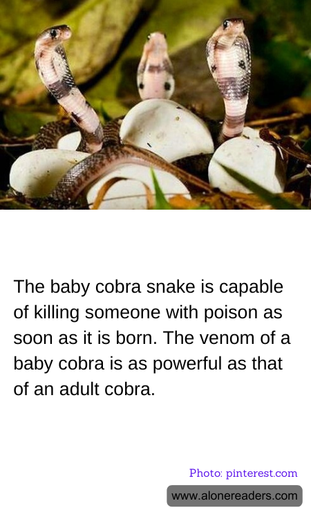 General Knowledge Learning Cards