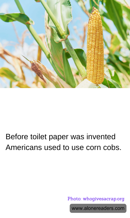 Before toilet paper was invented Americans used to use corn cobs.