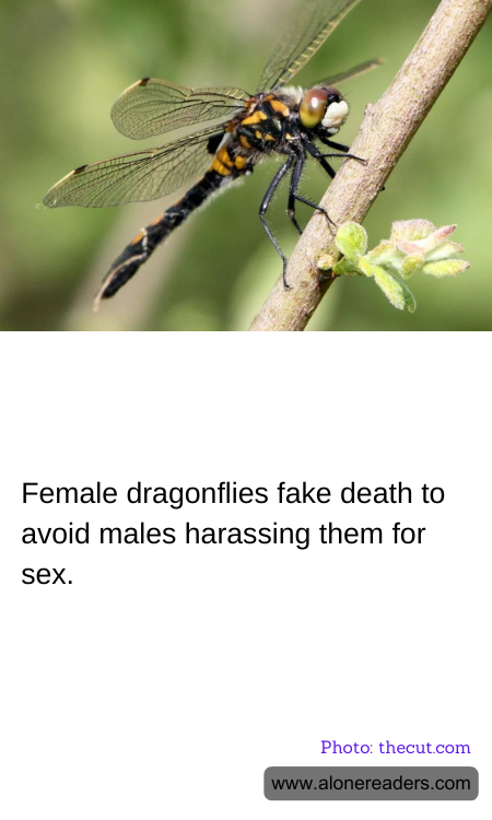 General Knowledge Learning Cards