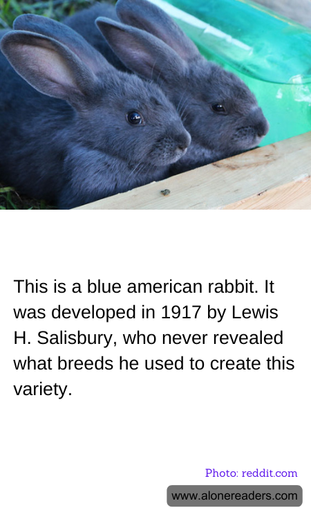 This is a blue american rabbit. It was developed in 1917 by Lewis H. Salisbury, who never revealed what breeds he used to create this variety.