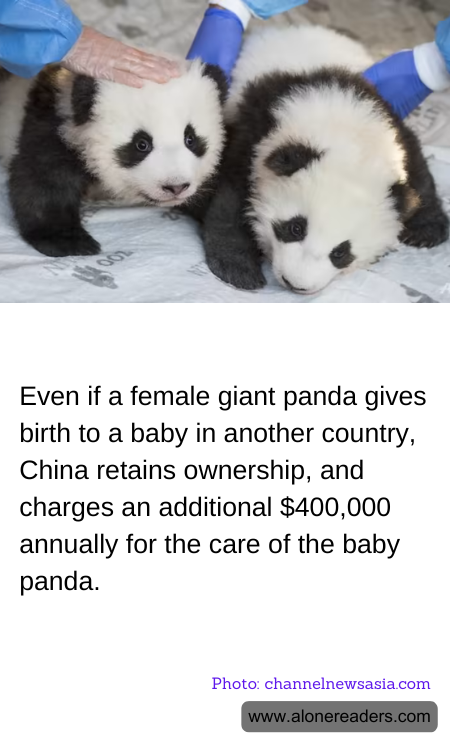 Even if a female giant panda gives birth to a baby in another country, China retains ownership, and charges an additional $400,000 annually for the care of the baby panda.