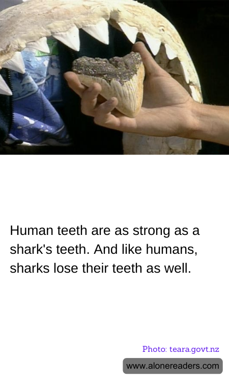 General Knowledge Learning Cards