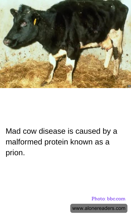 General Knowledge Learning Cards