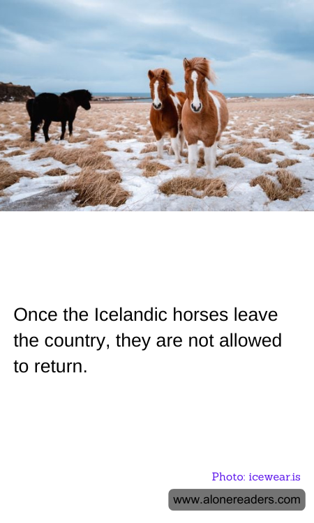 Once the Icelandic horses leave the country, they are not allowed to return.