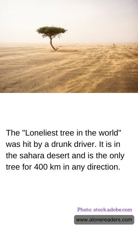 The "Loneliest tree in the world" was hit by a drunk driver. It is in the sahara desert and is the only tree for 400 km in any direction.