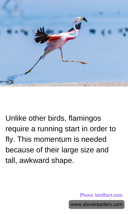 General Knowledge Learning Cards