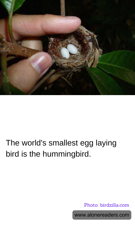 The world's smallest egg laying bird is the hummingbird.