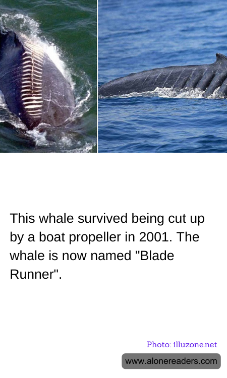 General Knowledge Learning Cards