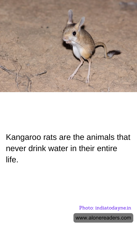 General Knowledge Learning Cards