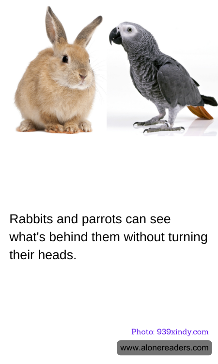 General Knowledge Learning Cards