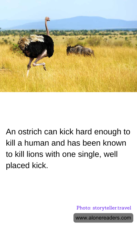 General Knowledge Learning Cards