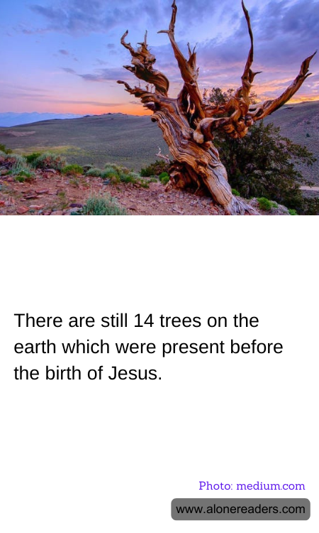 There are still 14 trees on the earth which were present before the birth of Jesus.