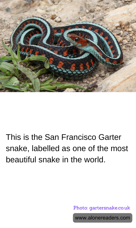 This is the San Francisco Garter snake, labelled as one of the most beautiful snake in the world.