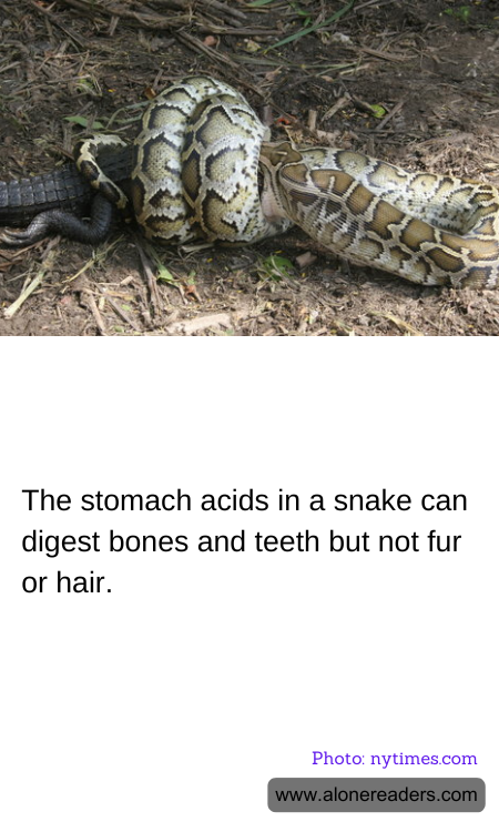 The stomach acids in a snake can digest bones and teeth but not fur or hair.