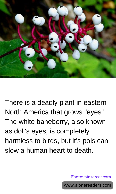 General Knowledge Learning Cards