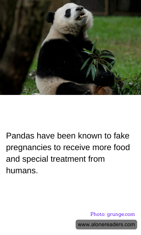 Pandas have been known to fake pregnancies to receive more food and special treatment from humans.