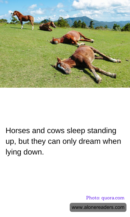 Horses and cows sleep standing up, but they can only dream when lying down.