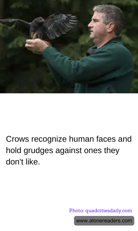Crows recognize human faces and hold grudges against ones they don't like.