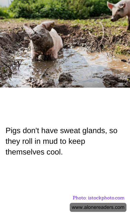 Pigs don't have sweat glands, so they roll in mud to keep themselves cool.