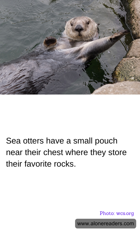 General Knowledge Learning Cards