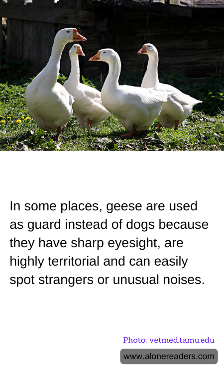 In some places, geese are used as guard instead of dogs because they have sharp eyesight, are highly territorial and can easily spot strangers or unusual noises.