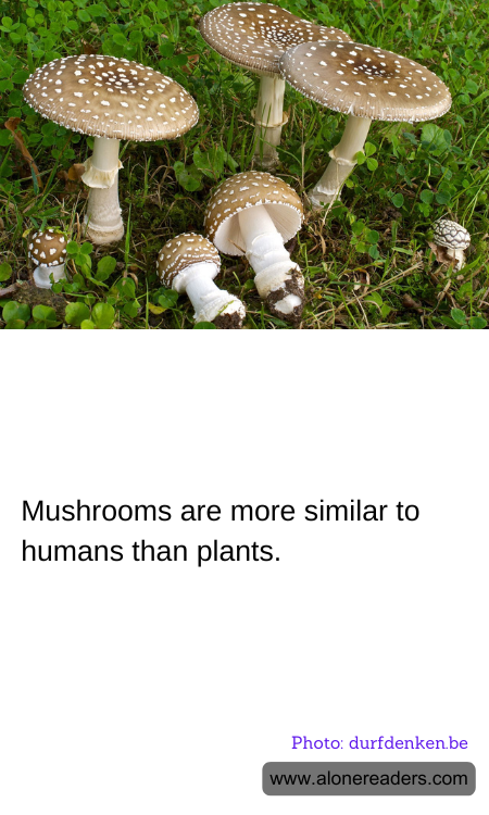 General Knowledge Learning Cards