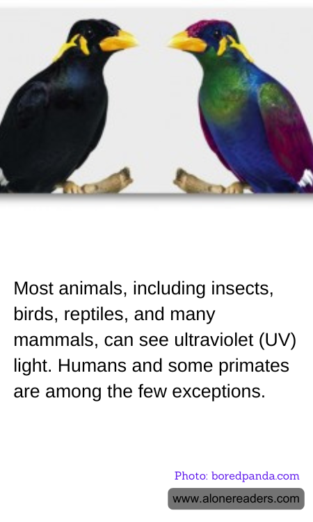 General Knowledge Learning Cards